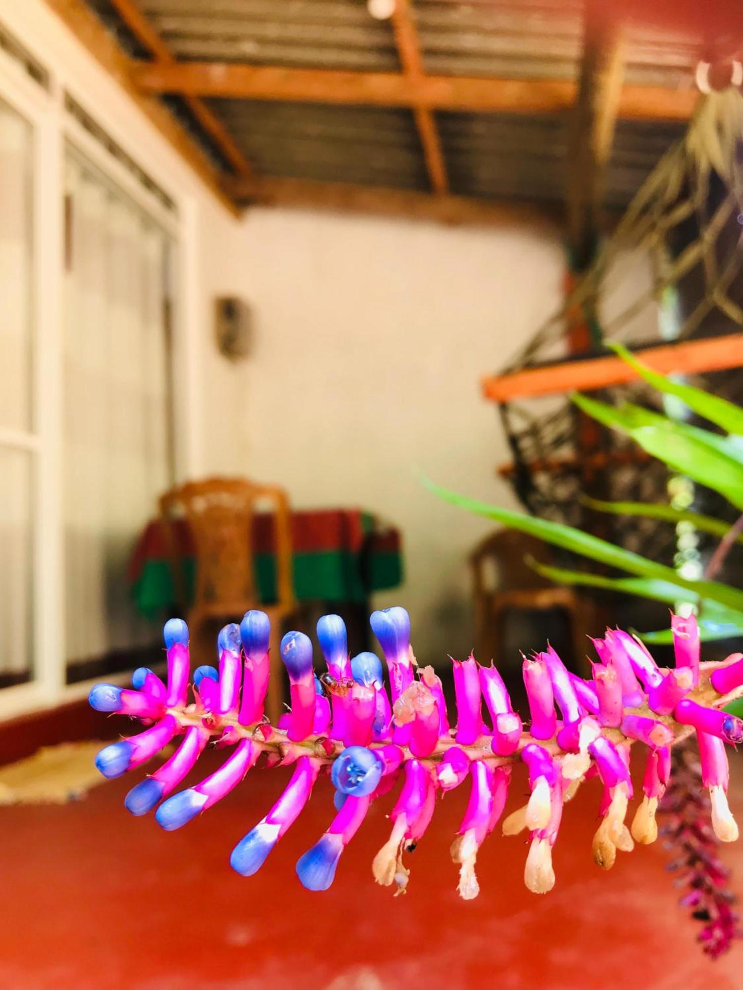 Ella Jungle Inn Homestay And Tree House Buitenkant foto