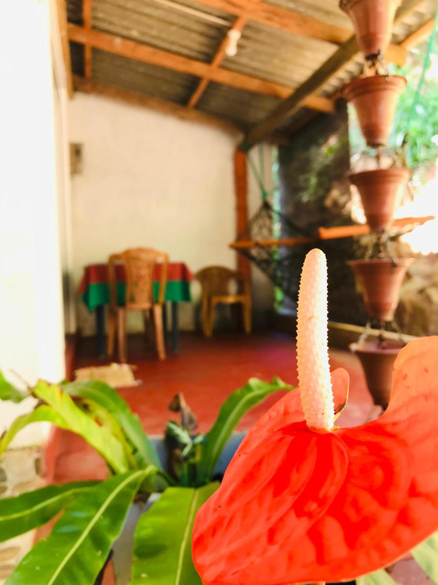 Ella Jungle Inn Homestay And Tree House Buitenkant foto