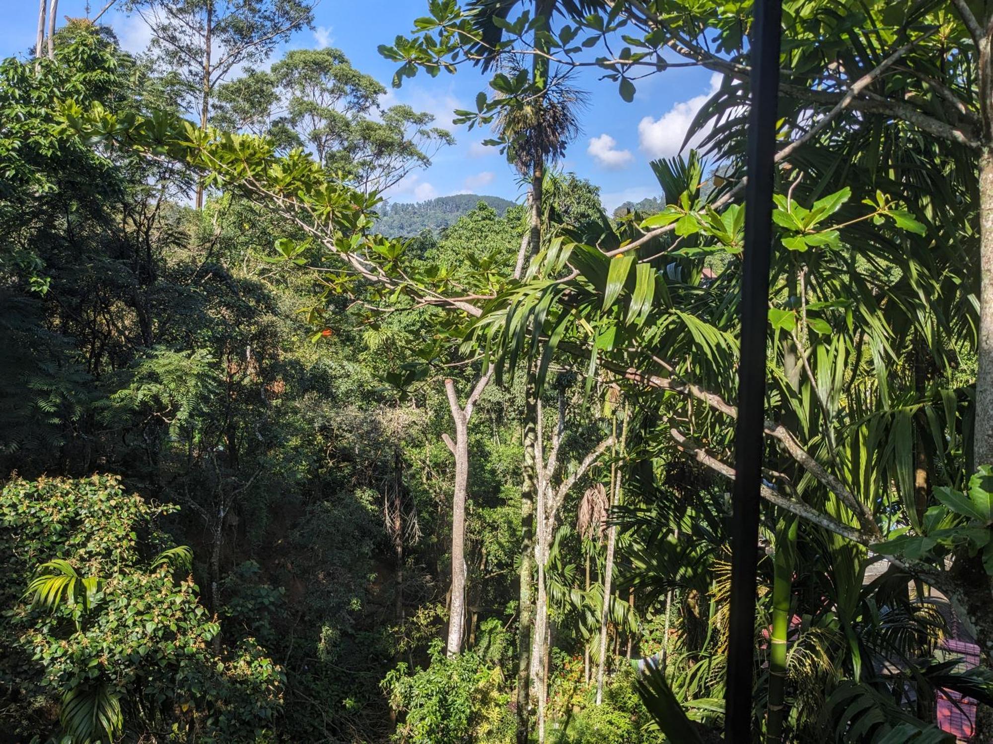 Ella Jungle Inn Homestay And Tree House Buitenkant foto