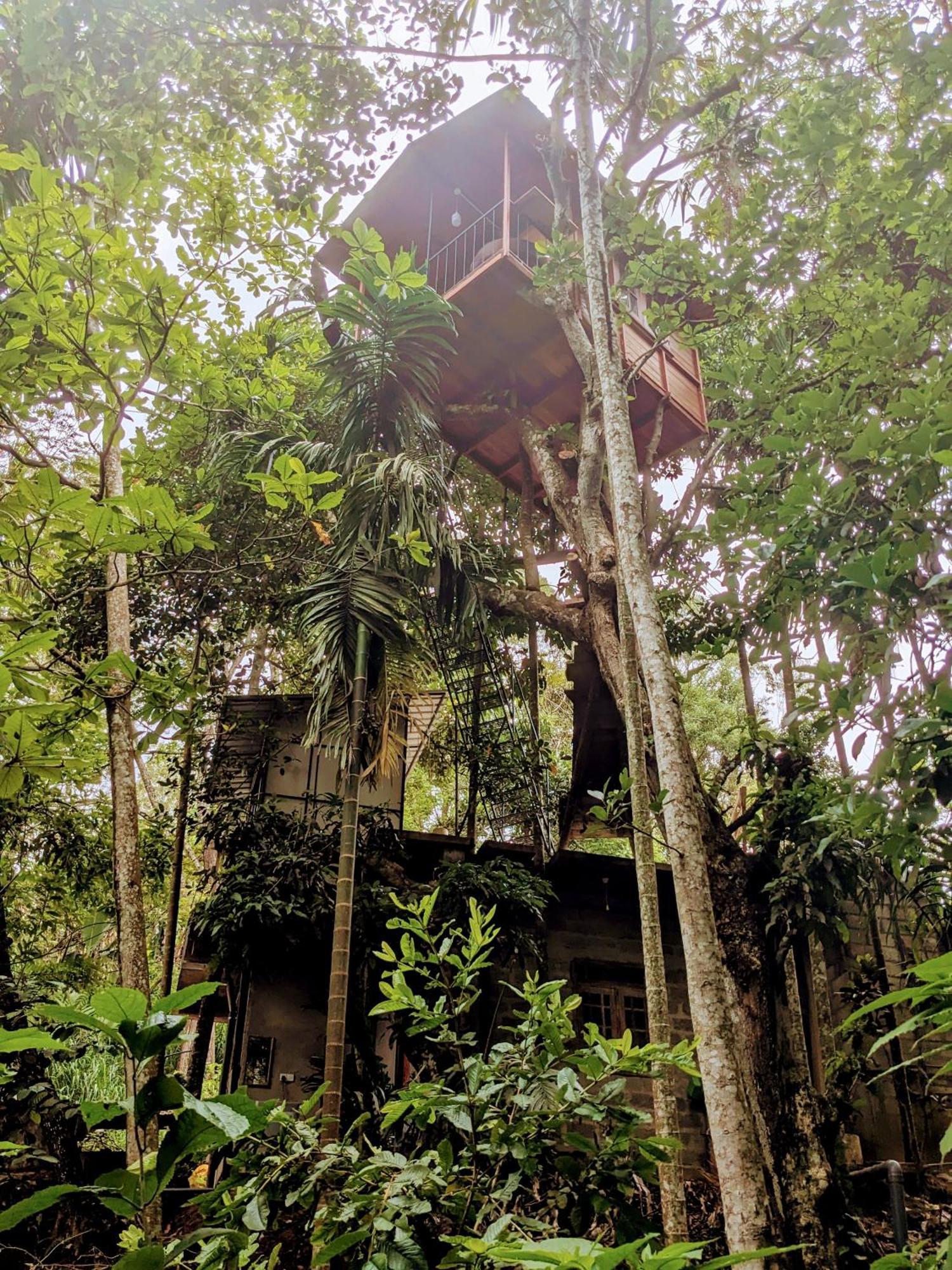 Ella Jungle Inn Homestay And Tree House Buitenkant foto