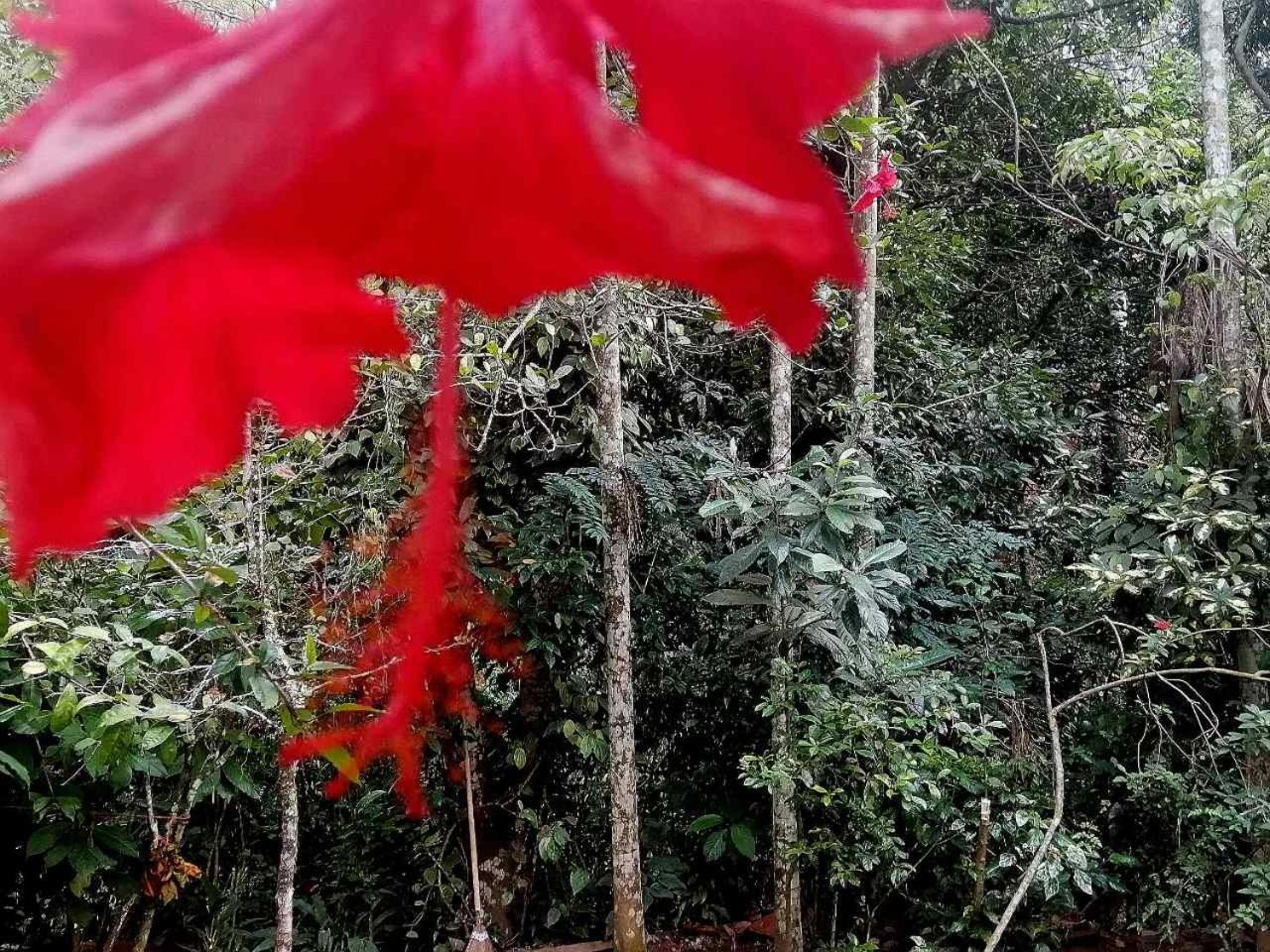 Ella Jungle Inn Homestay And Tree House Buitenkant foto