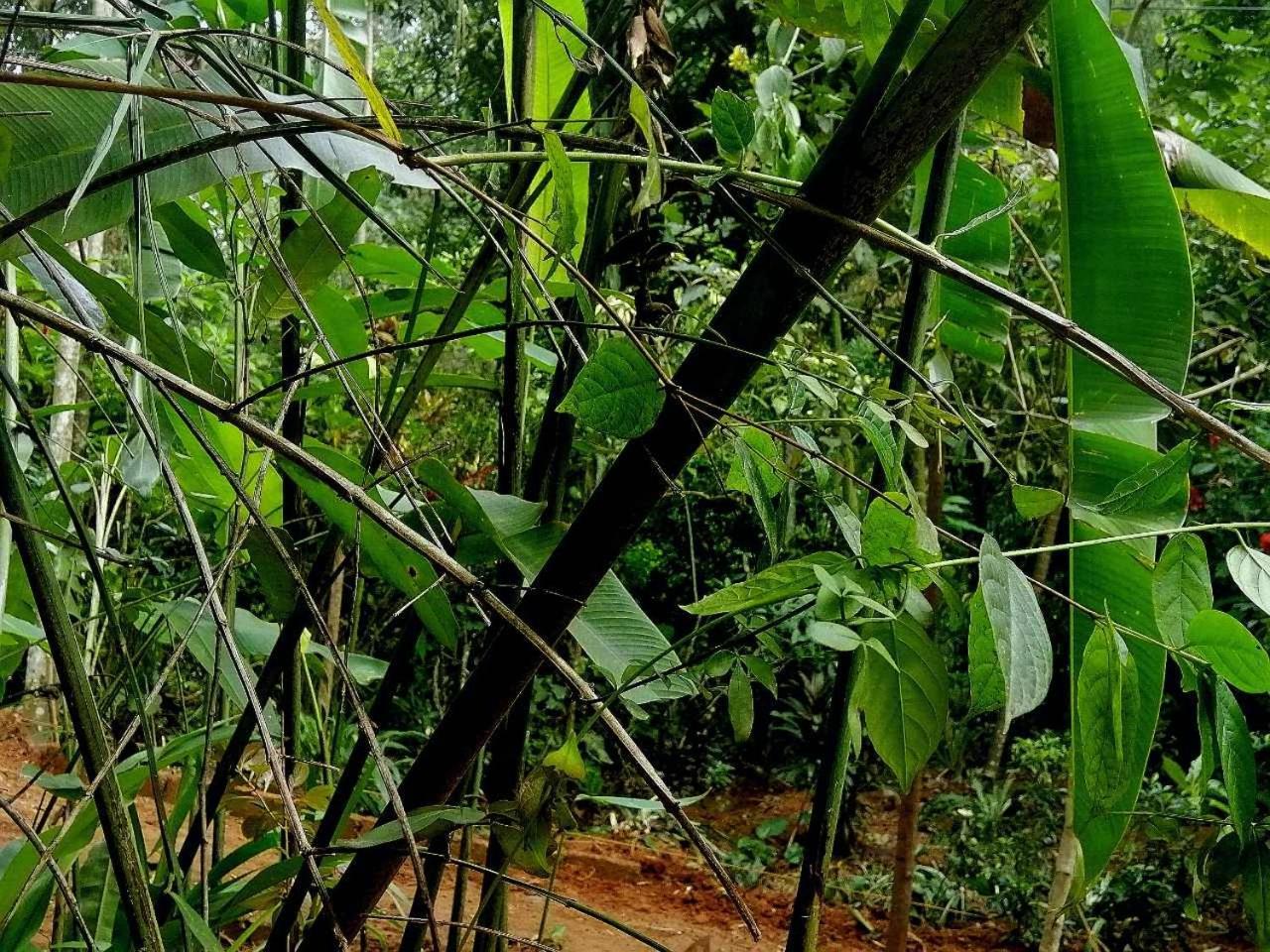 Ella Jungle Inn Homestay And Tree House Buitenkant foto