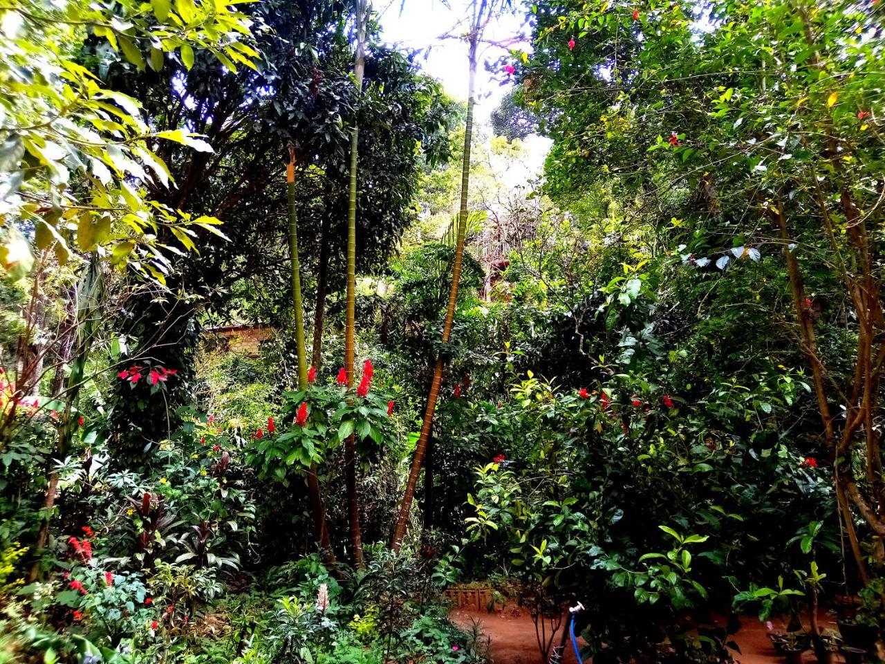 Ella Jungle Inn Homestay And Tree House Buitenkant foto