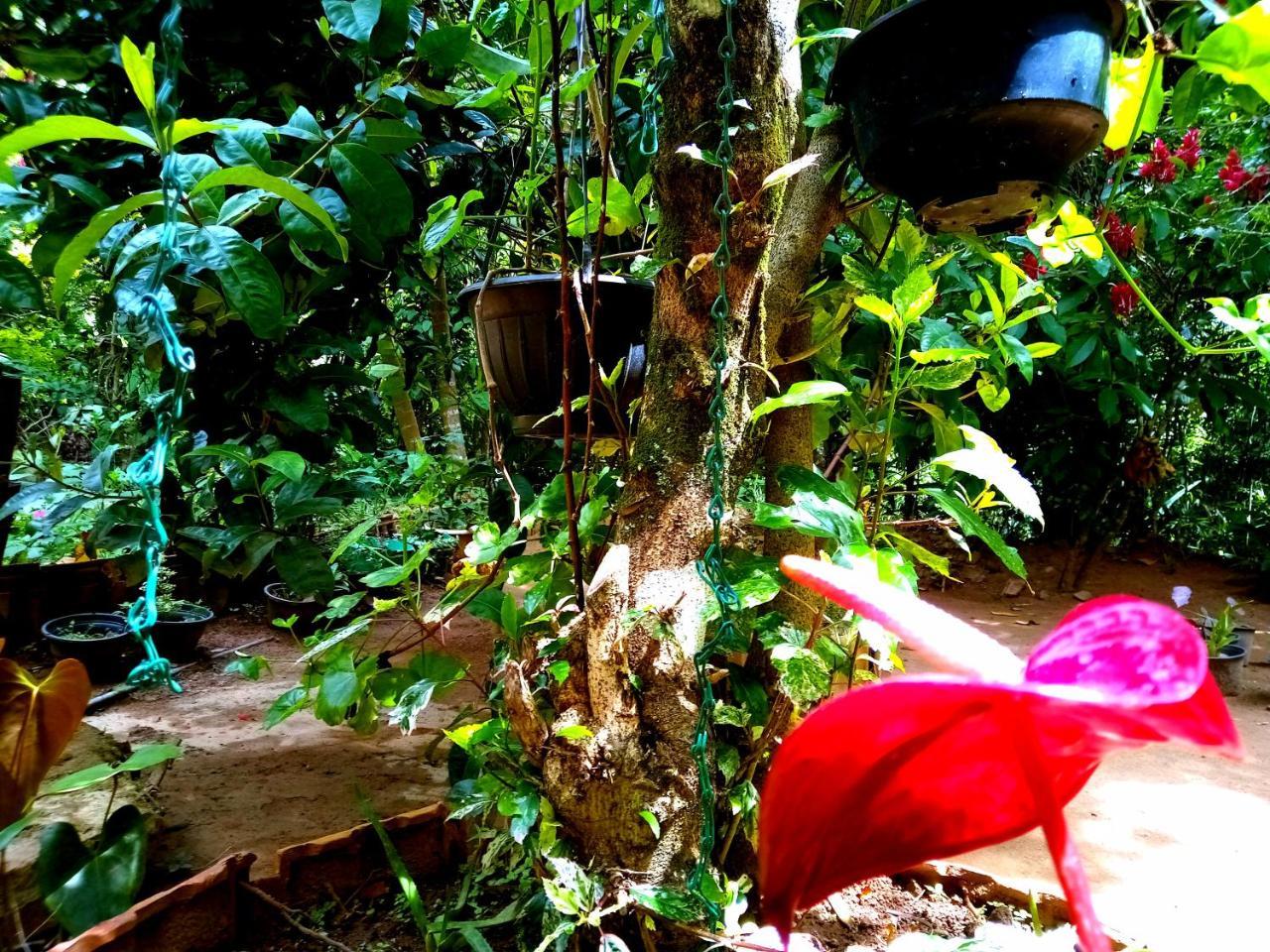 Ella Jungle Inn Homestay And Tree House Buitenkant foto