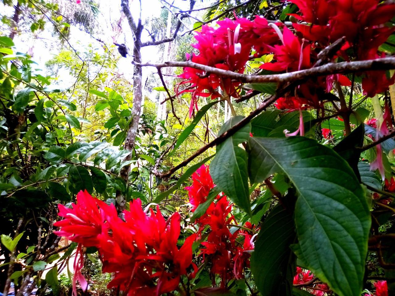 Ella Jungle Inn Homestay And Tree House Buitenkant foto